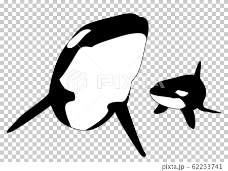 シルエット 魚と水族館の仲間 シャチの親子のイラスト素材